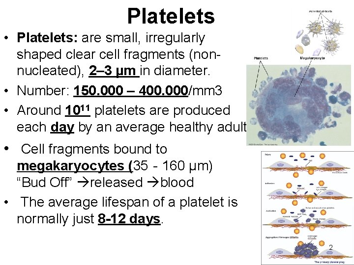 Platelets • Platelets: are small, irregularly shaped clear cell fragments (nonnucleated), 2– 3 µm