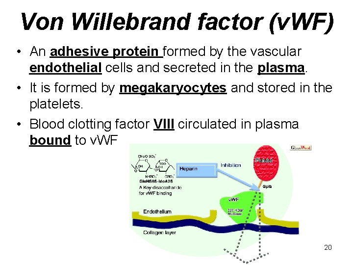Von Willebrand factor (v. WF) • An adhesive protein formed by the vascular endothelial
