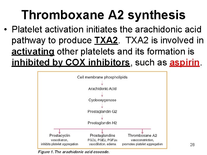 Thromboxane A 2 synthesis • Platelet activation initiates the arachidonic acid pathway to produce