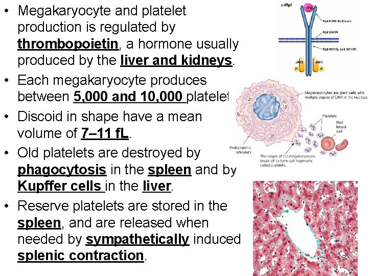  • Megakaryocyte and platelet production is regulated by thrombopoietin, a hormone usually produced