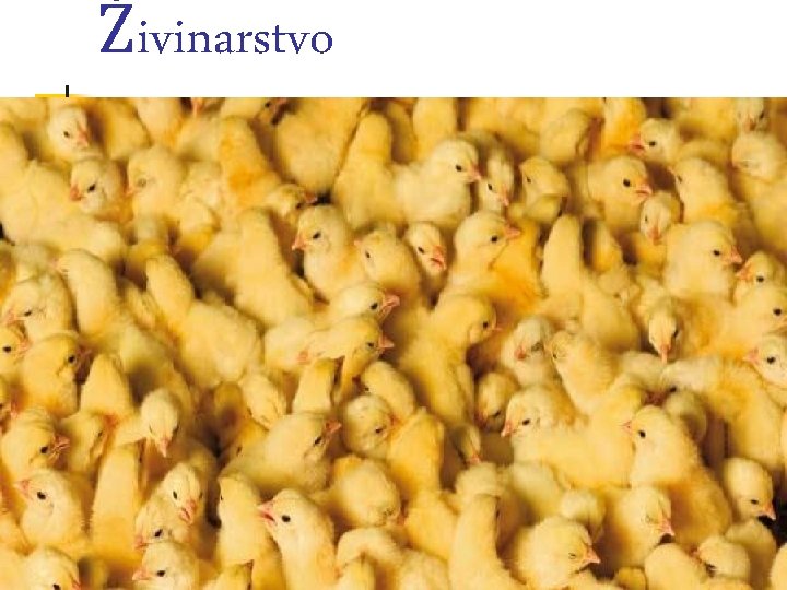 Živinarstvo 