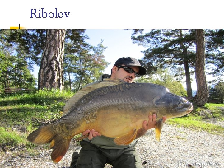 Ribolov Ribolov
