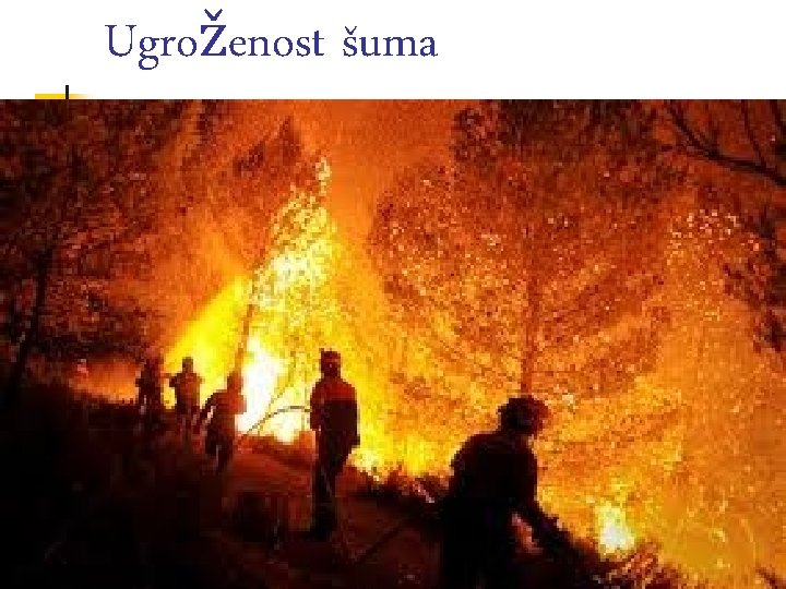 Ugroženost šuma Ugroženost šuma