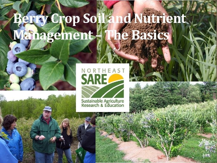 Berry Crop Soil and Nutrient Management – The Basics 