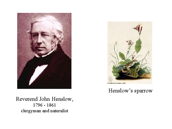 Henslow’s sparrow Reverend John Henslow, 1796 - 1861 clergyman and naturalist 