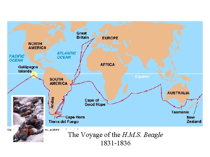 The Voyage of the H. M. S. Beagle 1831 -1836 