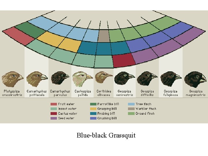 Blue-black Grassquit 