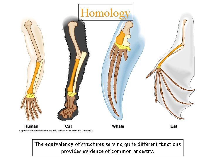 Homology The equivalency of structures serving quite different functions provides evidence of common ancestry.