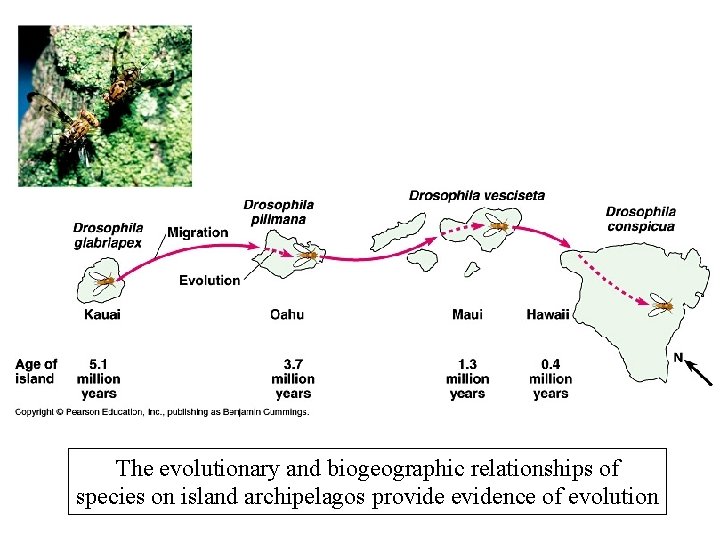 The evolutionary and biogeographic relationships of species on island archipelagos provide evidence of evolution