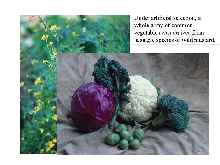 Under artificial selection, a whole array of common vegetables was derived from a single