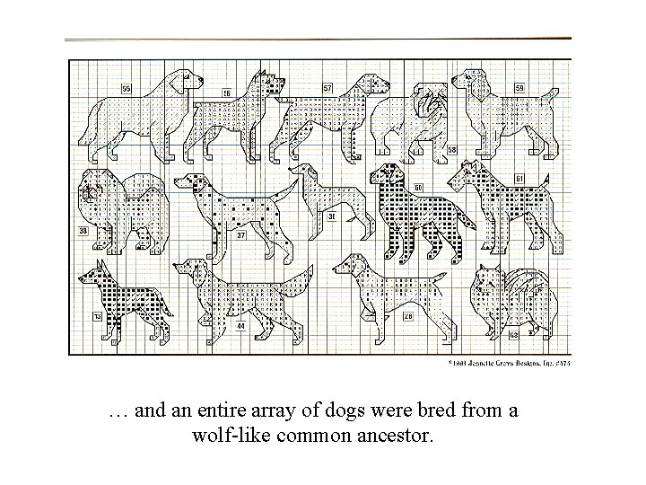 … and an entire array of dogs were bred from a wolf-like common ancestor.