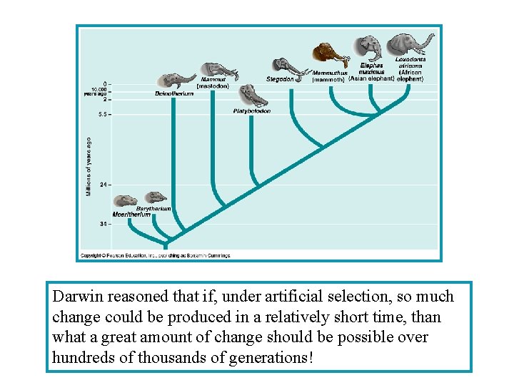 Darwin reasoned that if, under artificial selection, so much change could be produced in