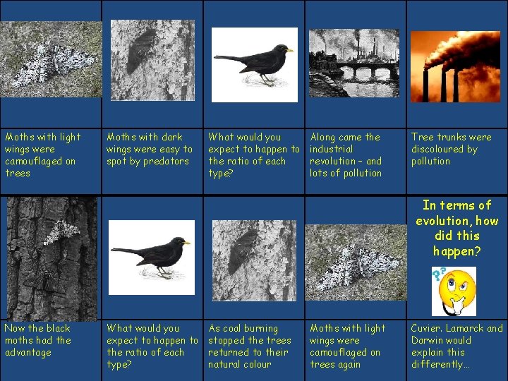 Moths with light wings were camouflaged on trees Moths with dark wings were easy Moths with light wings were camouflaged on trees Moths with dark wings were easy