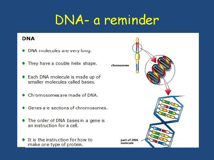 DNA- a reminder DNA- a reminder