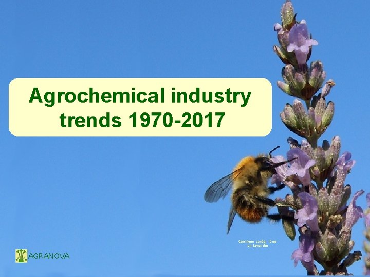 Agrochemical industry trends 1970 -2017 Common carder bee on lavender AGRANOVA 