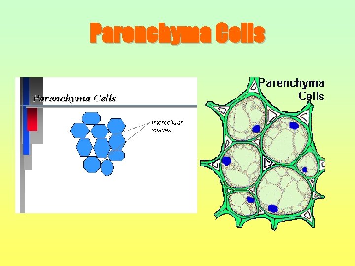 Parenchyma Cells 