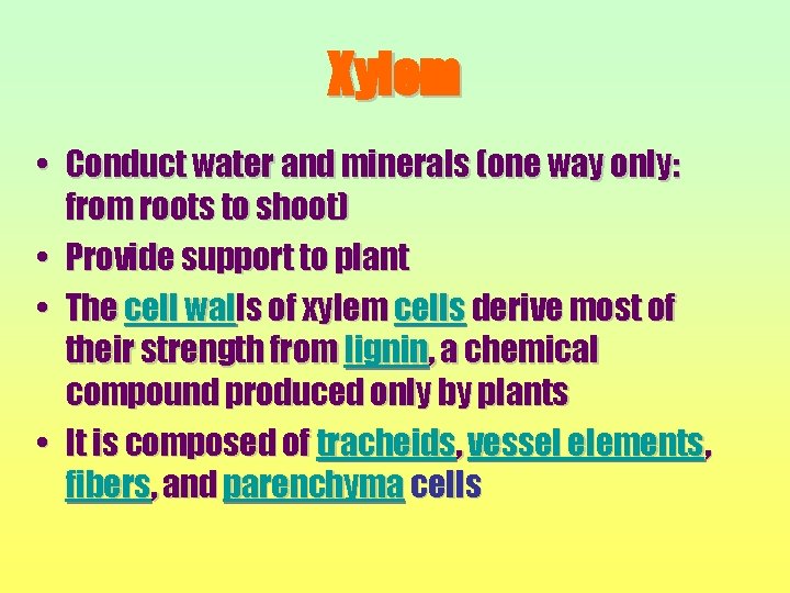Xylem • Conduct water and minerals (one way only: from roots to shoot) •