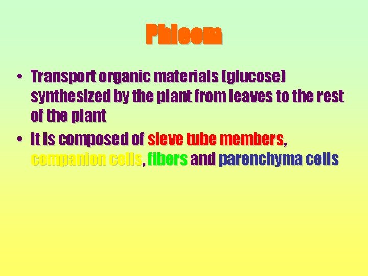 Phloem • Transport organic materials (glucose) synthesized by the plant from leaves to the