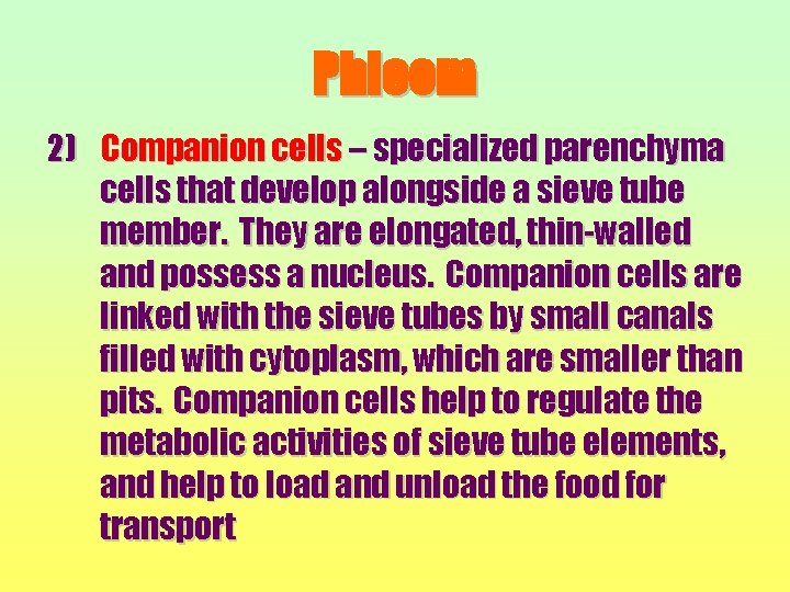 Phloem 2) Companion cells – specialized parenchyma cells that develop alongside a sieve tube