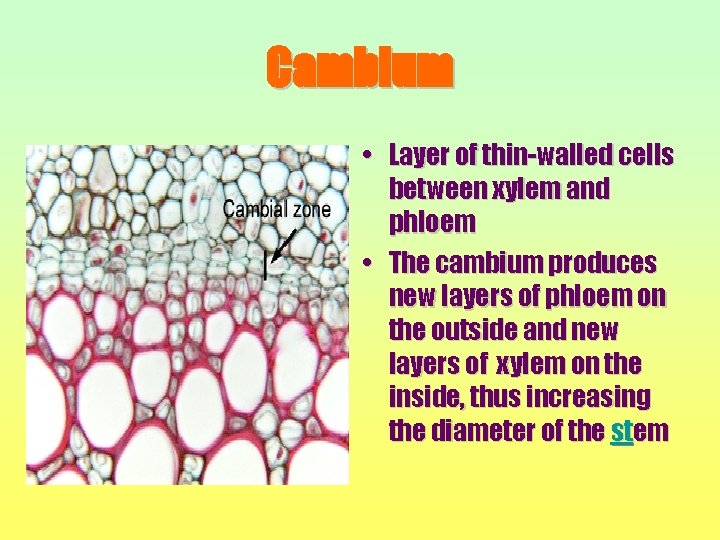 Cambium • Layer of thin-walled cells between xylem and phloem • The cambium produces