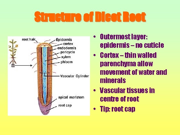 Structure of Dicot Root • Outermost layer: epidermis – no cuticle • Cortex –