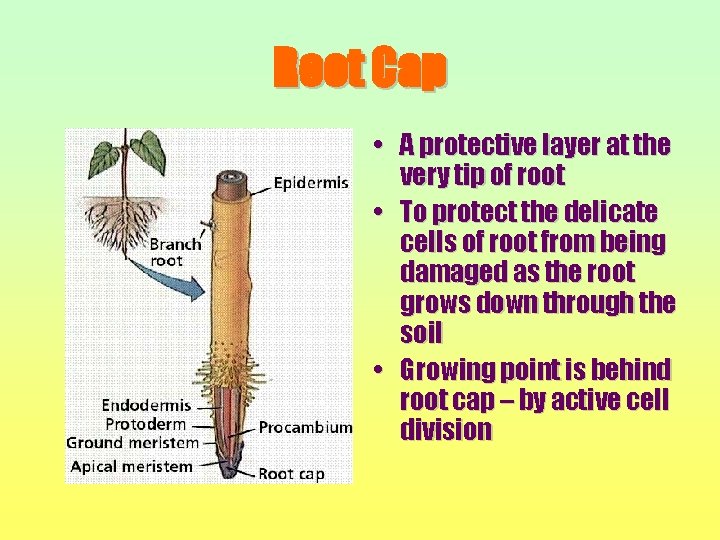 Root Cap • A protective layer at the very tip of root • To
