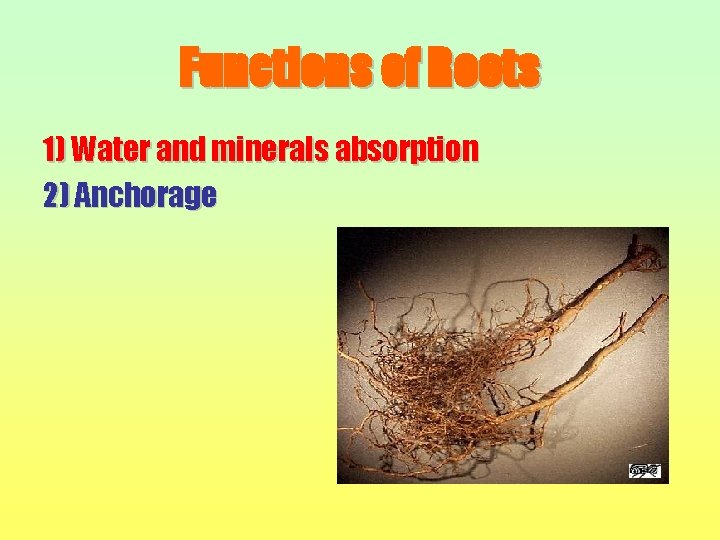 Functions of Roots 1) Water and minerals absorption 2) Anchorage 