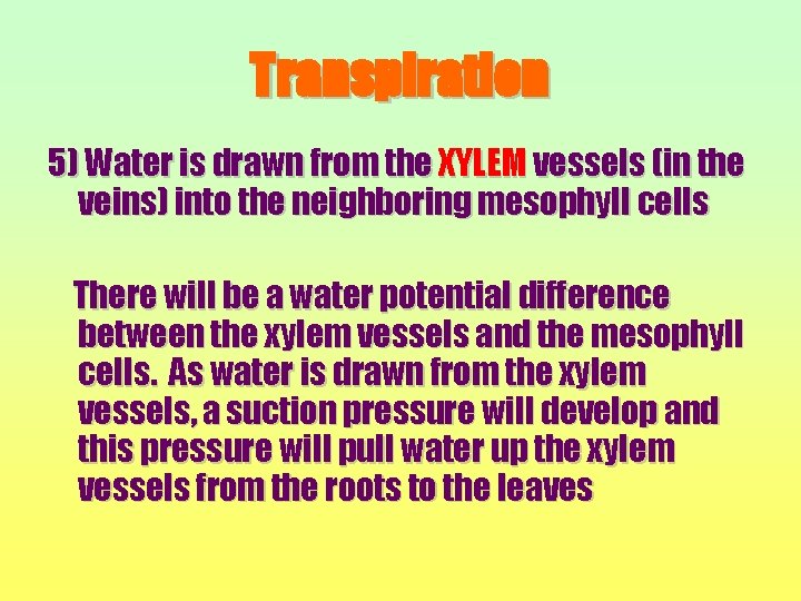 Transpiration 5) Water is drawn from the XYLEM vessels (in the veins) into the