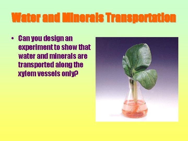 Water and Minerals Transportation • Can you design an experiment to show that water