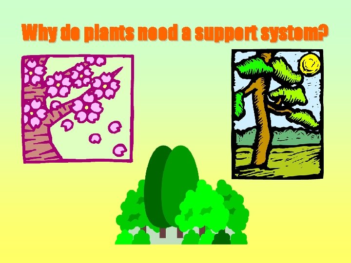 Why do plants need a support system? 