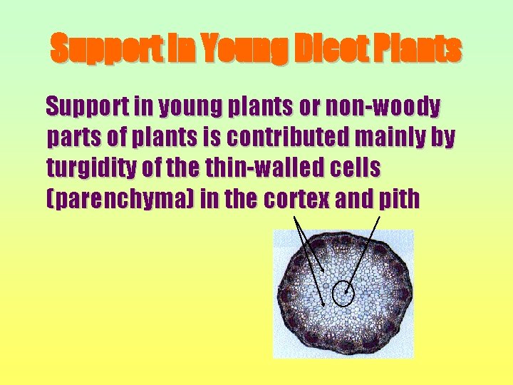 Support in Young Dicot Plants Support in young plants or non-woody parts of plants