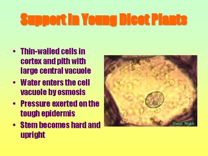 Support in Young Dicot Plants • Thin-walled cells in cortex and pith with large