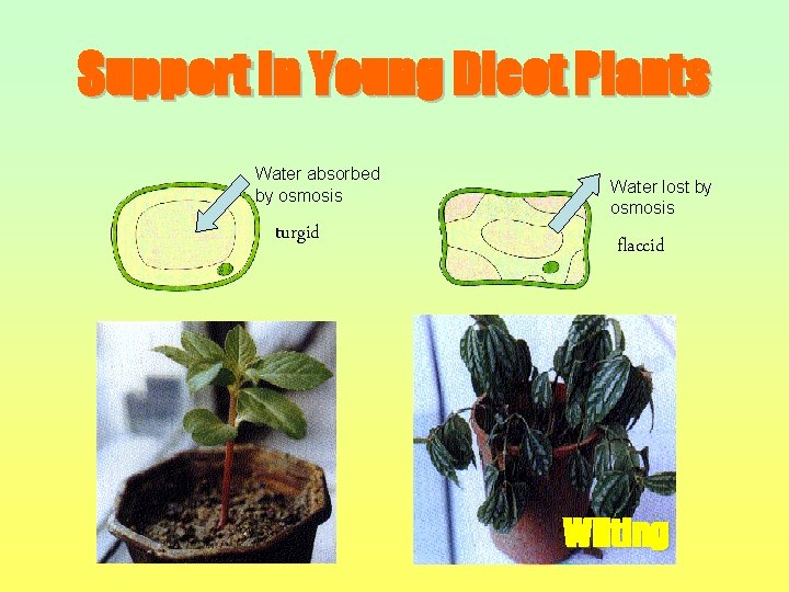 Support in Young Dicot Plants Water absorbed by osmosis turgid Water lost by osmosis