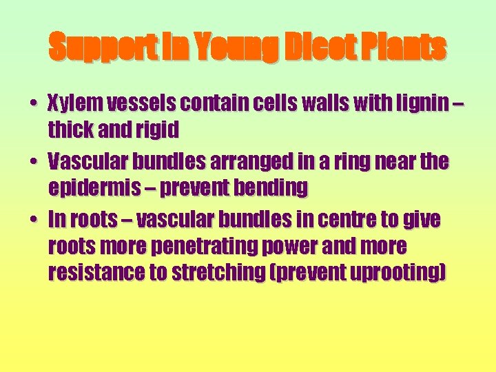 Support in Young Dicot Plants • Xylem vessels contain cells walls with lignin –