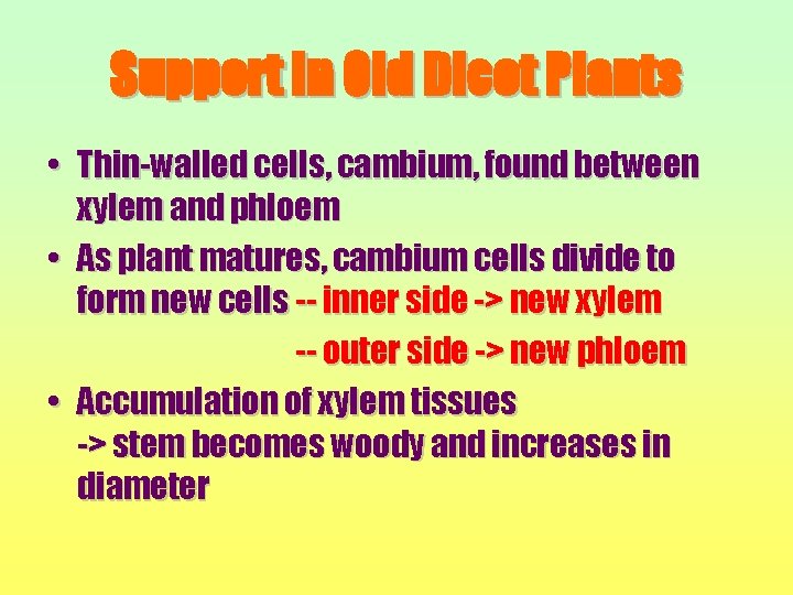 Support in Old Dicot Plants • Thin-walled cells, cambium, found between xylem and phloem