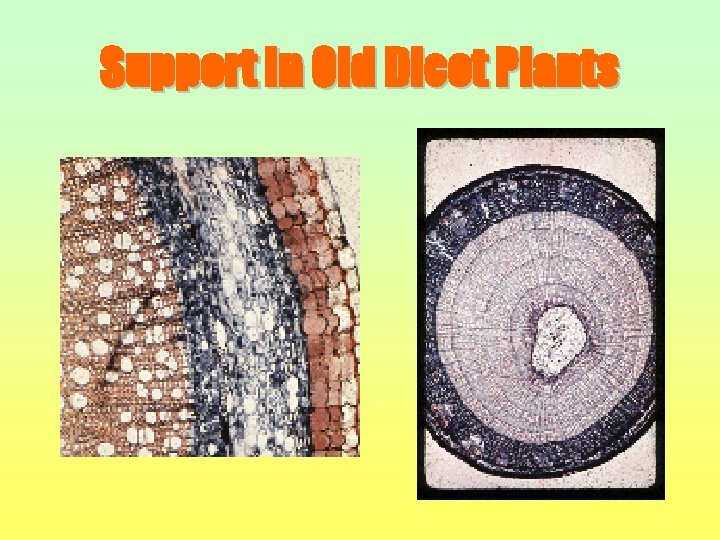 Support in Old Dicot Plants 