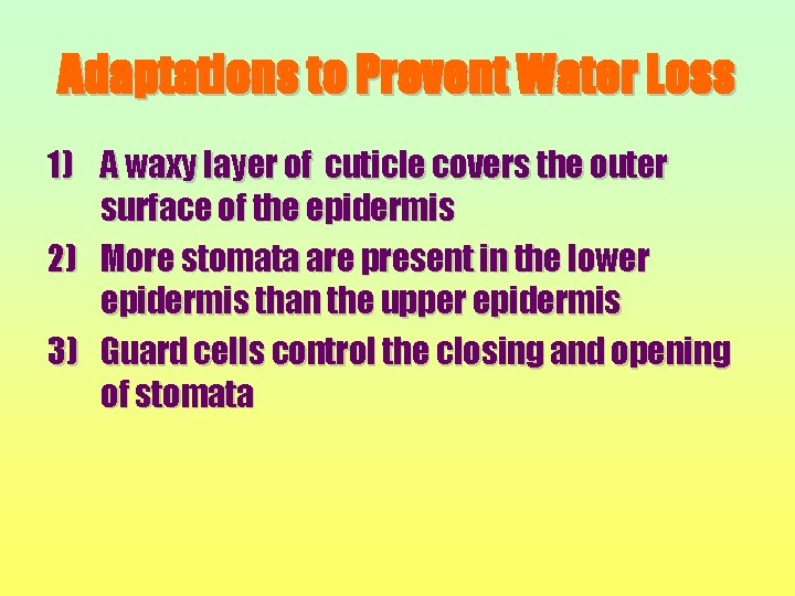 Adaptations to Prevent Water Loss 1) A waxy layer of cuticle covers the outer