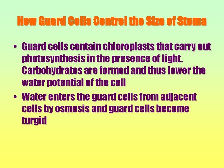 How Guard Cells Control the Size of Stoma • Guard cells contain chloroplasts that