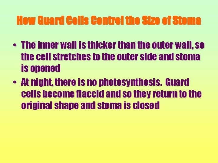 How Guard Cells Control the Size of Stoma • The inner wall is thicker