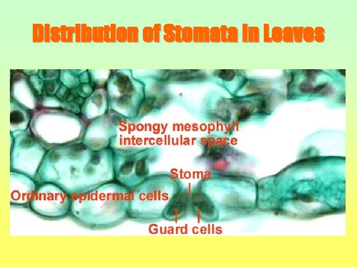 Distribution of Stomata in Leaves 
