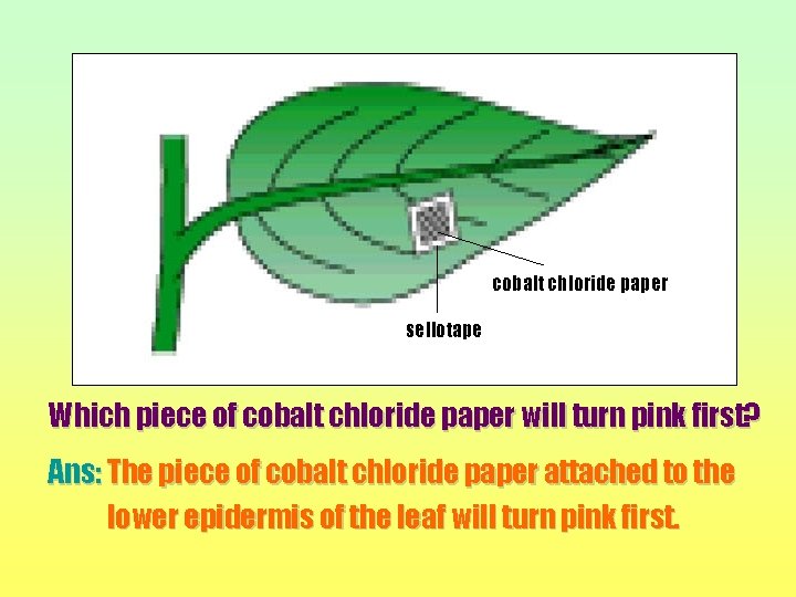 cobalt chloride paper sellotape Which piece of cobalt chloride paper will turn pink first?