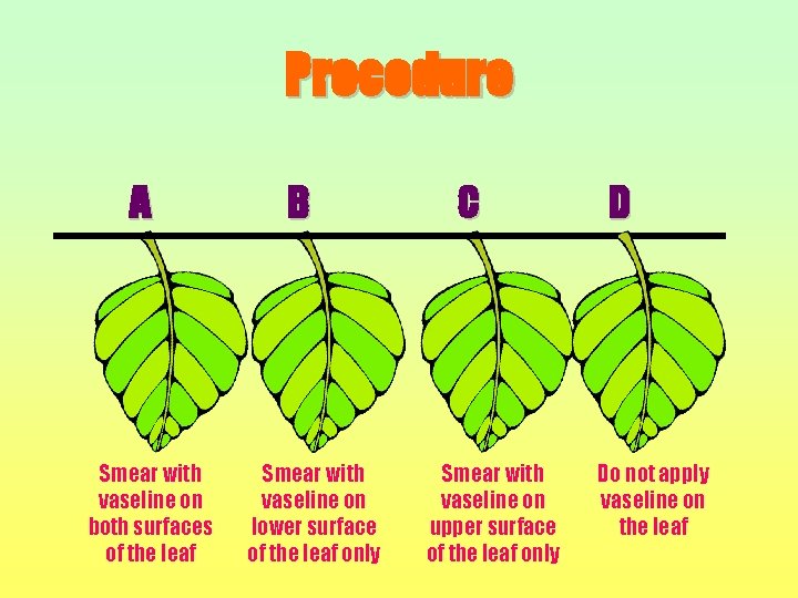 Procedure A Smear with vaseline on both surfaces of the leaf B Smear with