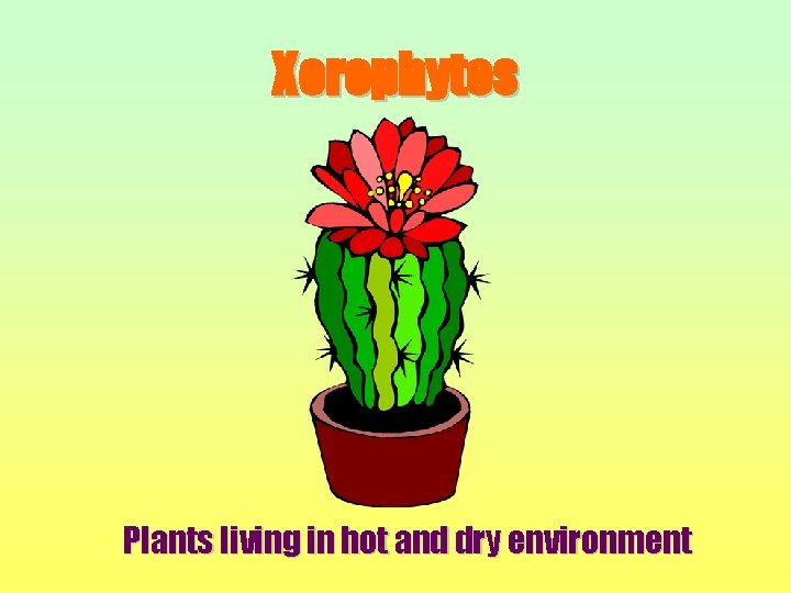 Xerophytes Plants living in hot and dry environment 