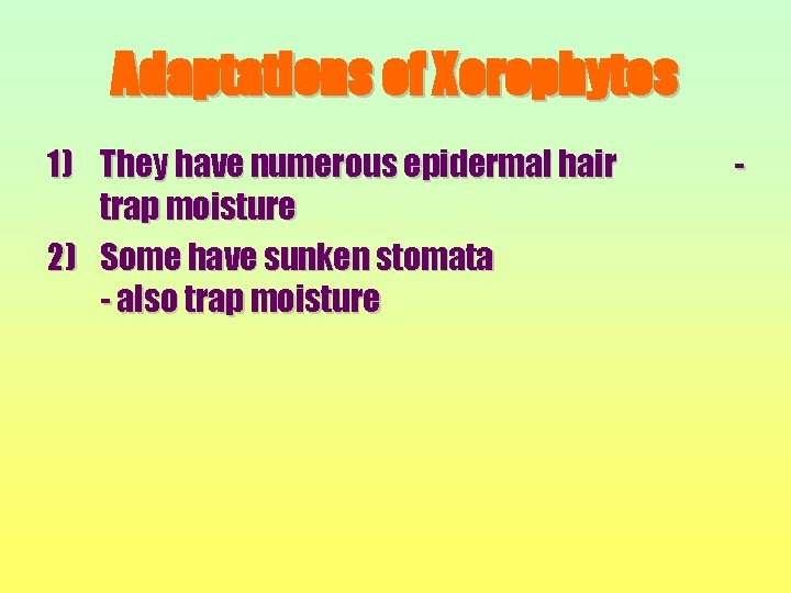 Adaptations of Xerophytes 1) They have numerous epidermal hair trap moisture 2) Some have