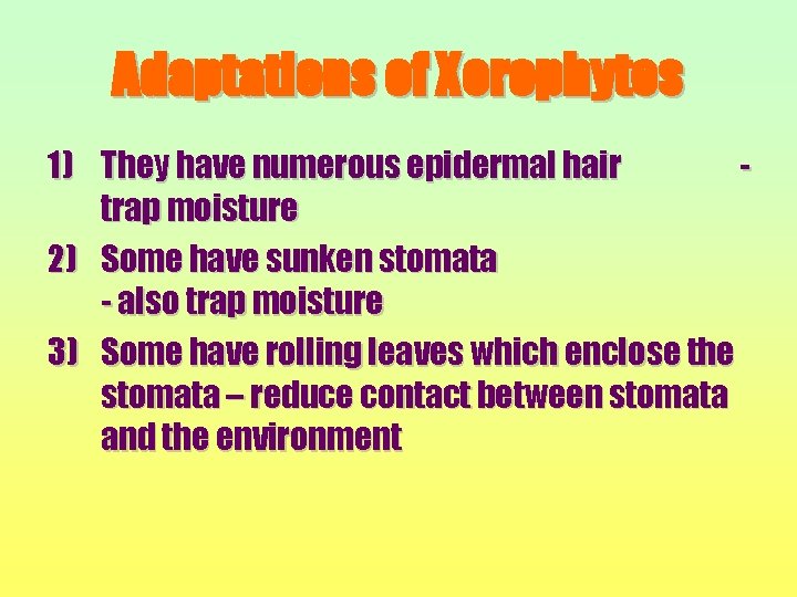 Adaptations of Xerophytes 1) They have numerous epidermal hair trap moisture 2) Some have