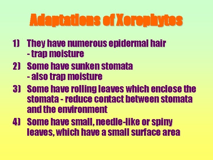 Adaptations of Xerophytes 1) They have numerous epidermal hair - trap moisture 2) Some