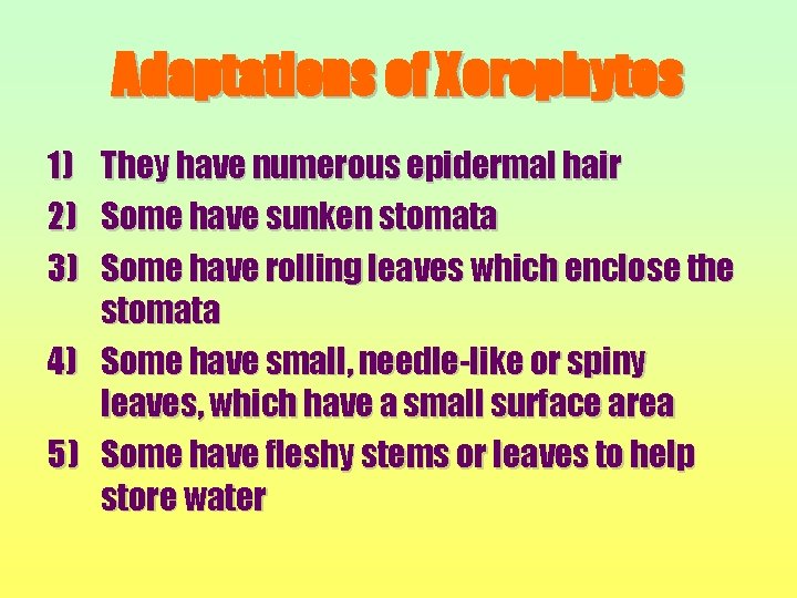 Adaptations of Xerophytes 1) 2) 3) They have numerous epidermal hair Some have sunken