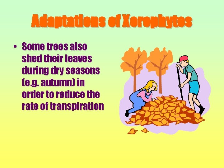 Adaptations of Xerophytes • Some trees also shed their leaves during dry seasons (e.