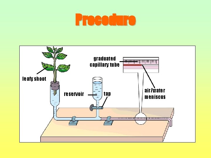 Procedure graduated capillary tube leafy shoot reservoir tap air/water meniscus 