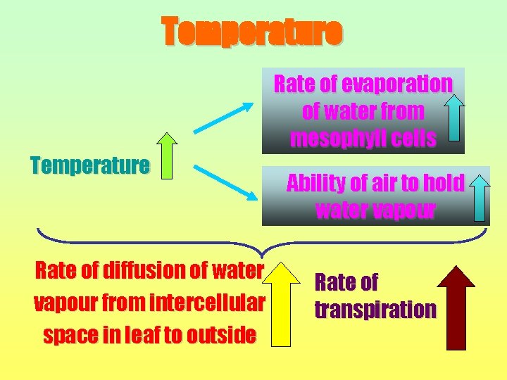 Temperature Rate of diffusion of water vapour from intercellular space in leaf to outside